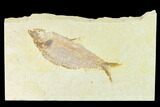 Fossil Fish (Knightia Alta) With Pos/Neg - Wyoming #144208-3